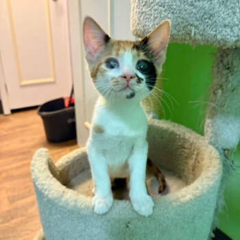 Rescue Domestic Short Hair Cats for Adoption in Leona Valley, California - Layla Petalsocks | PetCurious