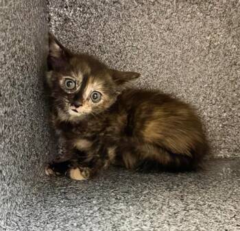 Frida Clawlo -  Domestic Medium Hair Cat for Adoption in Nashville, Tennessee - Frida Clawlo | PetCurious