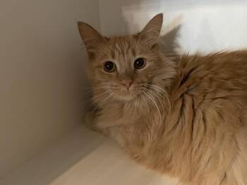 Teefs -  Domestic Medium Hair Cat for Adoption in Ferndale, Michigan - Teefs | PetCurious