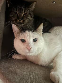 Rescue Domestic Short Hair Cats for Adoption in Quilcene, Washington - Ricky | PetCurious