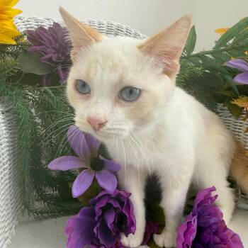 Dale Southy 56674 -  Domestic Short Hair Cat for Adoption in Eaton Rapids, Michigan - Dale Southy 56674 | PetCurious