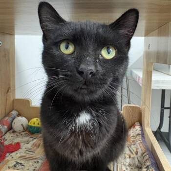 Bellatrix ARC2026-536 -  American Shorthair Cat for Adoption in Akron, New York - Bellatrix ARC2026-536 | PetCurious