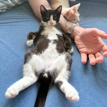 Hemingway -  American Shorthair Cat for Adoption in New York, New York - Hemingway | PetCurious