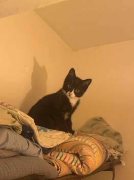 Rescue Domestic Short Hair Cats for Adoption in Chelsea, Vermont - Roo | PetCurious