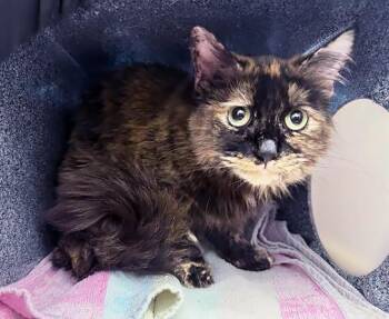 Domestic Short Hair Cats Available for Adoption in Nashville, Tennessee - Tina Turner | PetCurious