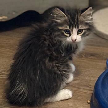Domestic Long Hair Cats Available for Adoption in Bulverde, Texas - Ingrid | PetCurious