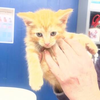 Domestic Medium Hair Cats Available for Adoption in Summerlee, West Virginia - Tito | PetCurious