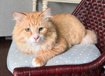 OJ -  Maine Coon Cat for Adoption in Ypsilanti, Michigan - OJ | PetCurious