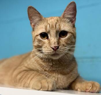 Domestic Short Hair Cats Available for Adoption - Jimmy | PetCurious