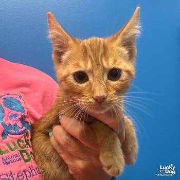 Tommy -  Domestic Short Hair Cat for Adoption in Washington, District Of Columbia - Tommy | PetCurious