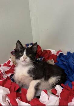 Bramble -  Domestic Short Hair Cat for Adoption in Picayune, Mississippi - Bramble | PetCurious