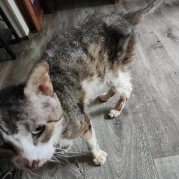 Finn -  Domestic Short Hair Cat for Adoption in Austin, Texas - Finn | PetCurious