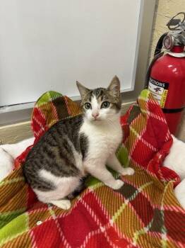 Tabby Cats Available for Adoption - Jigglypuff | PetCurious