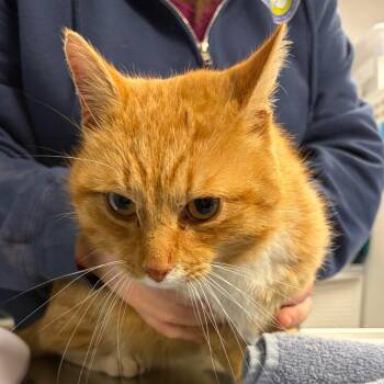 Domestic Short Hair Cats Available for Adoption - Sunshine | PetCurious