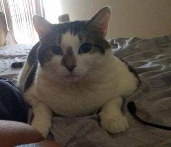 Miracle -  Domestic Short Hair Cat for Adoption in West Chester, Pennsylvania - Miracle | PetCurious