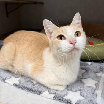 Tini -  Domestic Short Hair Cat for Adoption in Stillwater, Oklahoma - Tini | PetCurious