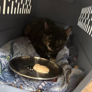 Frida Calico -  Domestic Short Hair Cat for Adoption in Escondido, California - Frida Calico | PetCurious