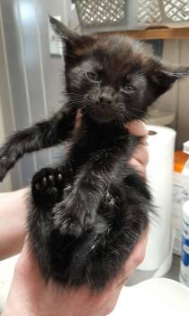 Happy -  Devon Rex and Domestic Short Hair Cat for Adoption in Georgetown, Ohio - Happy | PetCurious