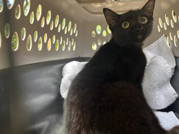 KARMA -  Domestic Short Hair Cat for Adoption in Fort Walton Beach, Florida - KARMA | PetCurious