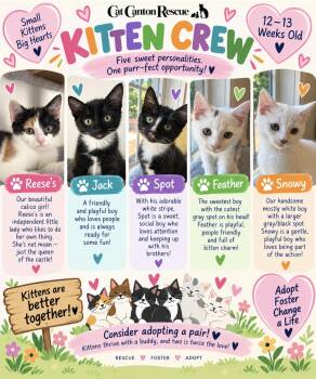 Reeses, Jack, Spot, Feather, Snowy -  Domestic Short Hair and Calico Cat for Adoption in Canton, Massachusetts - Reeses, Jack, Spot, Feather, Snowy | PetCurious