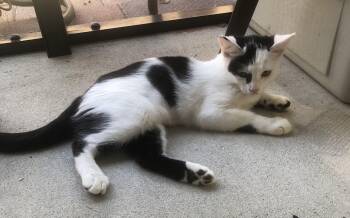 Rescue Domestic Short Hair Cats for Adoption in Spring, Texas - Stevie - North Conroe (FH Albert) | PetCurious