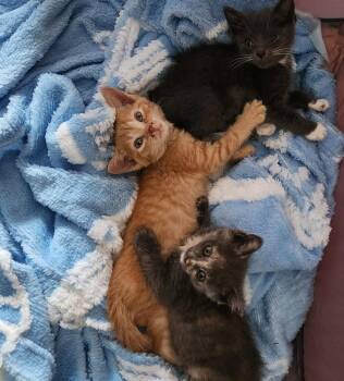 Rosie -  Domestic Short Hair Cat for Adoption in Chicago, Illinois - Rosie | PetCurious