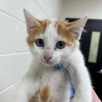 Emu -  Domestic Short Hair Cat for Adoption in Lyndhurst, Virginia - Emu | PetCurious
