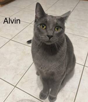 Alvin -  Russian Blue Cat for Adoption in Buffalo, New York - Alvin | PetCurious