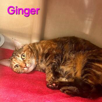 Domestic Short Hair Cats Available for Adoption in Saint Marys, Pennsylvania - Ginger | PetCurious