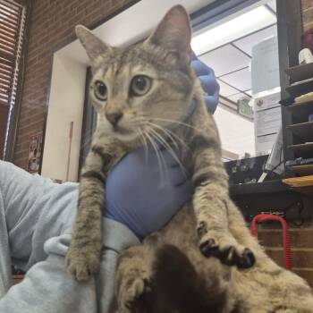 Domestic Short Hair Cats Available for Adoption in Birmingham, Alabama - Cosmo | PetCurious