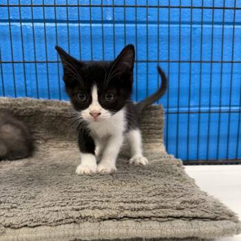 Titan -  Domestic Short Hair Cat for Adoption in Montgomery, Alabama - Titan | PetCurious