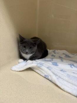 Willow -  Domestic Short Hair Cat for Adoption in Pequot Lakes, Minnesota - Willow | PetCurious