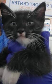 Rescue Domestic Short Hair Cats for Adoption in Dallas, Texas - SIMBA | PetCurious