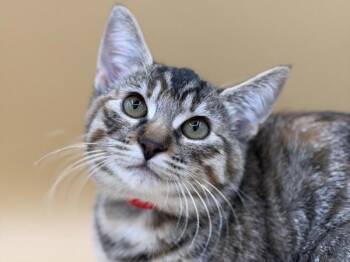 Talitha -  Domestic Short Hair Cat for Adoption in Portland, Oregon - Talitha | PetCurious