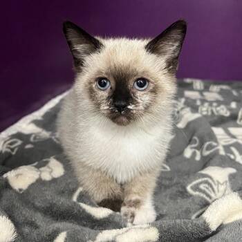 Siamese Cats Available for Adoption in Pontiac, Michigan - Ristretto | PetCurious