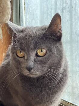 Chrysanthemum -  Domestic Short Hair Cat for Adoption in Lafayette, Colorado - Chrysanthemum | PetCurious