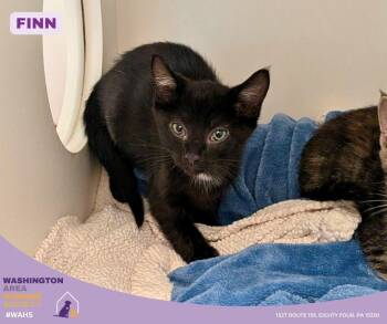 Domestic Short Hair Cats Available for Adoption in Eighty Four, Pennsylvania - Finn | PetCurious