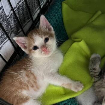 Tango -  Domestic Medium Hair Cat for Adoption in Pahoa, Hawaii - Tango | PetCurious