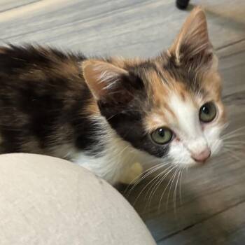 Veronica -  Domestic Short Hair Cat for Adoption in Monroe, North Carolina - Veronica | PetCurious