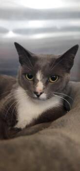 Rescue Domestic Short Hair Cats for Adoption in Tucson, Arizona - Macy | PetCurious