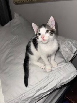 Bingo -  Domestic Short Hair Cat for Adoption in Orlando, Florida - Bingo | PetCurious