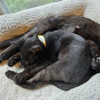 Titan -  Domestic Short Hair Cat for Adoption in Buffalo, Minnesota - Titan | PetCurious