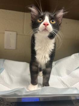 2026-09-055 -  Domestic Short Hair Cat for Adoption in Winder, Georgia - 2026-09-055 | PetCurious