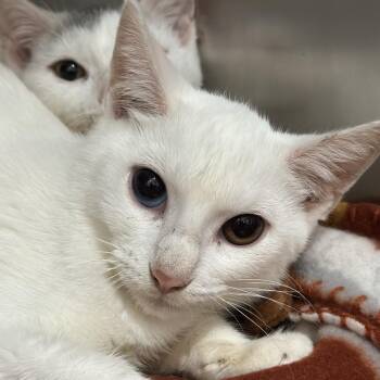 Harvest -  Domestic Medium Hair Cat for Adoption in Matteson, Illinois - Harvest | PetCurious