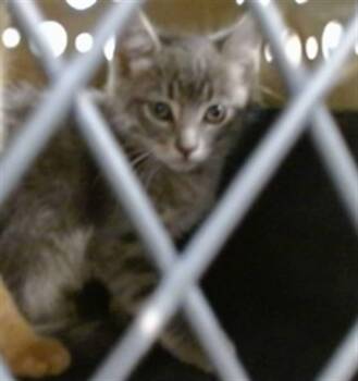 A476696 -  Domestic Short Hair Cat for Adoption in Oklahoma City, Oklahoma - A476696 | PetCurious