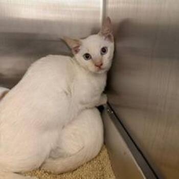 Sugar -  Domestic Short Hair Cat for Adoption in Las Vegas, Nevada - Sugar | PetCurious