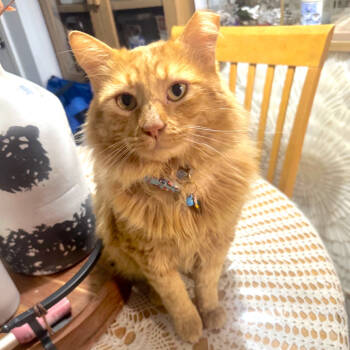 Rescue Domestic Long Hair Cats for Adoption in Houston, Texas - Apollo | PetCurious