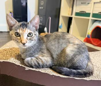 Poppy Woo -  Domestic Short Hair and Tuxedo Cat for Adoption in Frisco, Texas - Poppy Woo | PetCurious
