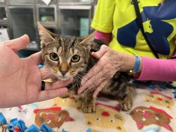 Domestic Short Hair Cats Available for Adoption - RUTHIE | PetCurious