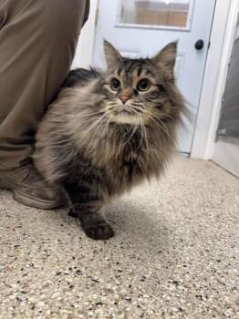 Domestic Long Hair Cats Available for Adoption - Miss Thickums | PetCurious